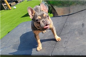 Peggy - French Bulldog for sale