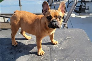 Murray - French Bulldog for sale