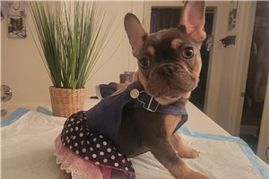 Peggy - French Bulldog for sale