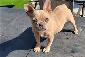 Myrtle - French Bulldog for sale