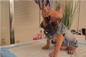 Murray - French Bulldog for sale