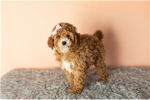 Alara - Poodle, Miniature for sale