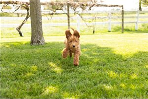 Nathan - Poodle, Miniature for sale