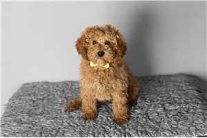 Atticus - Poodle, Miniature for sale