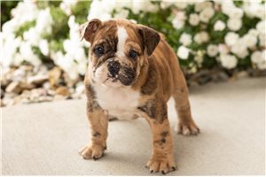 Mira - Bulldog for sale