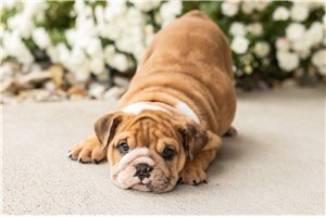 Molly - Bulldog for sale