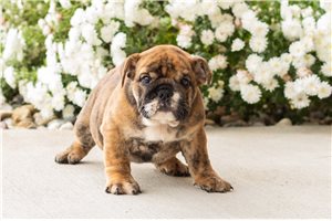 Maisey - Bulldog, placed in South Bend / Michiana