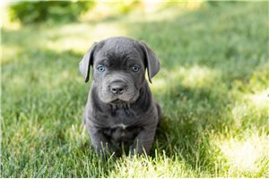 Levi - puppy for sale