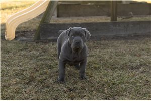 Camomile - puppy for sale