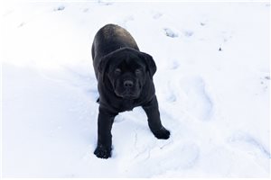 Gianna - puppy for sale