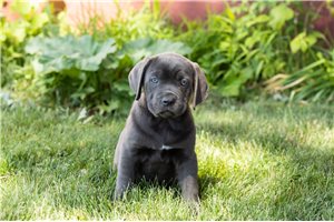 Lorna - puppy for sale