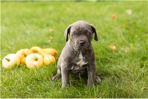 Lucy - Cane Corso Mastiff for sale