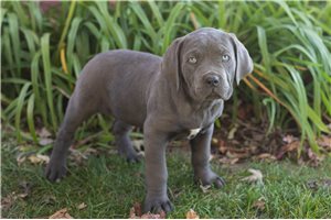 Liliana - Cane Corso Mastiff for sale