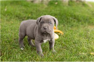 Luca - puppy for sale
