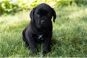 Katie - puppy for sale