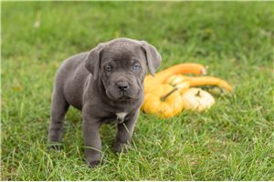 Liliana - puppy for sale