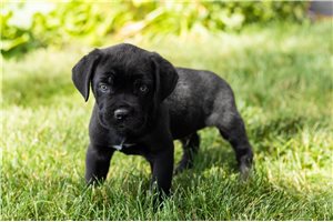 Joe - puppy for sale