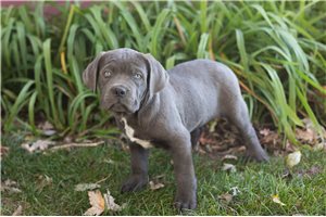 Lawrence - Cane Corso Mastiff for sale