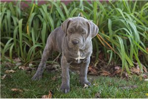 Lucy - Cane Corso Mastiff for sale