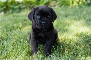 Weston - puppy for sale