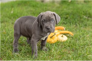 Lorenzo - puppy for sale