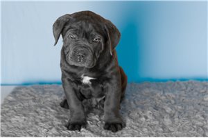 Gabriel - Cane Corso Mastiff for sale