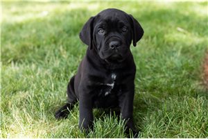 Shelly - Cane Corso Mastiff for sale
