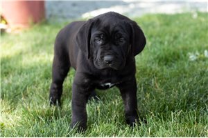 ShawnMarie - puppy for sale