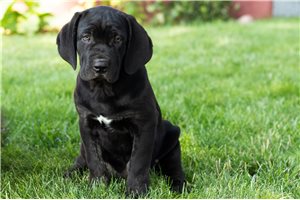ShawnMarie - Cane Corso Mastiff for sale