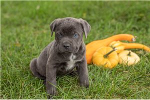 Lawrence - puppy for sale