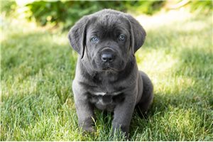 Amy - puppy for sale