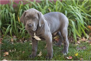 Lorenzo - Cane Corso Mastiff for sale
