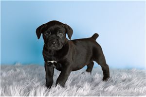 Crystal - puppy for sale