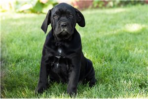 Shelly - Cane Corso Mastiff for sale