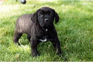 John - puppy for sale