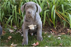 Luca - Cane Corso Mastiff for sale