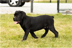 Katie - Cane Corso Mastiff for sale