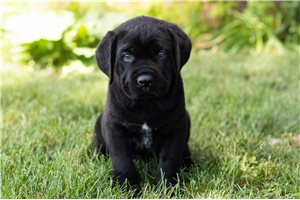 Jordon - puppy for sale