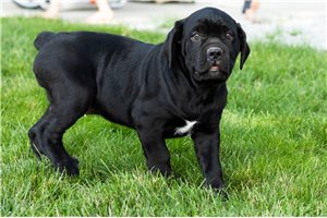 Katie - Cane Corso Mastiff for sale