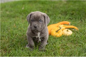 Link - Cane Corso Mastiff for sale