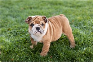 Molly - puppy for sale