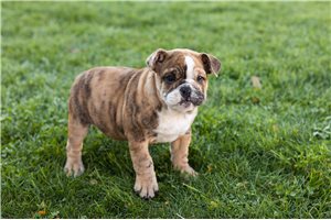 Mira - puppy for sale