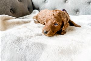 Carrie - Goldendoodle for sale