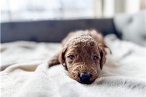 Joonas - puppy for sale
