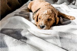 Isaac - Goldendoodle for sale