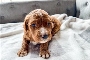 Sweetheart - puppy for sale