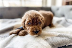 Sylvan - puppy for sale
