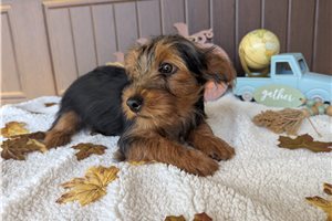 Caleb - Yorkshire Terrier - Yorkie for sale
