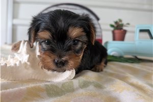 Bucky - puppy for sale