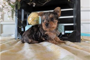 Malachi - puppy for sale
